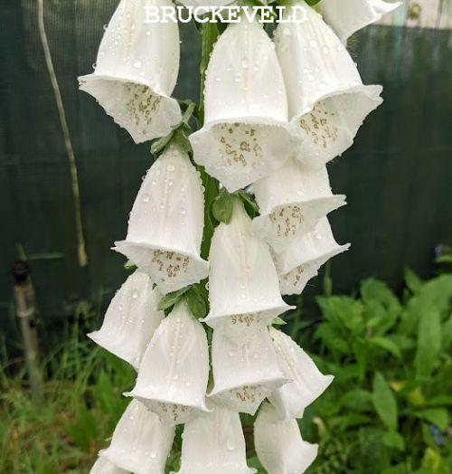 Digitalis purpurea 'Alba'