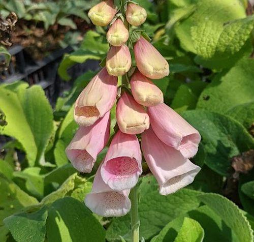 Digitalis purpurea 'Apricot'