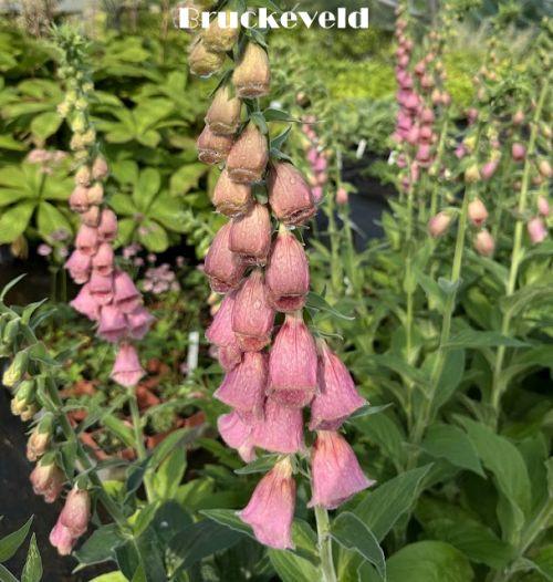 Digitalis 'Mertonensis'