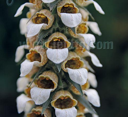 Digitalis parviflora