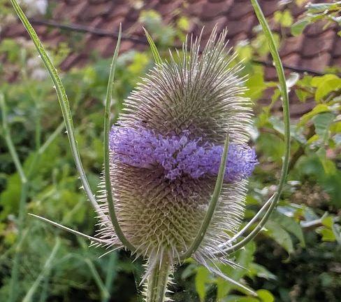 Dipsacus fullonum (sylvestris)