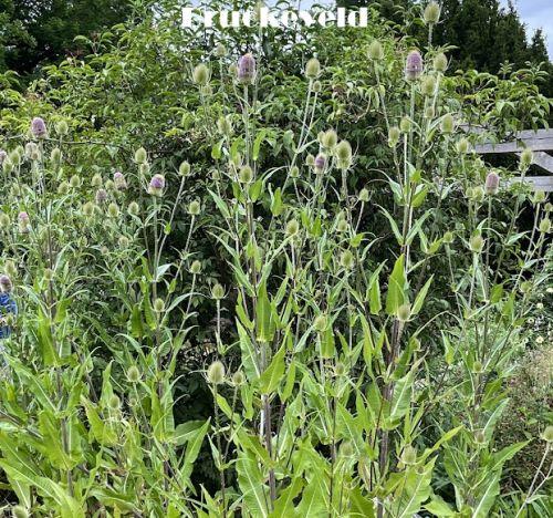 Dipsacus fullonum (sylvestris)