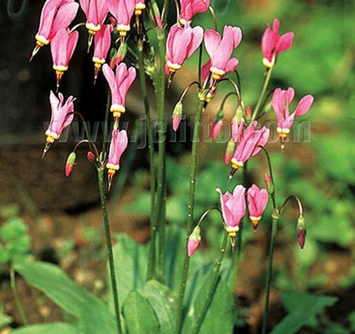 Dodecatheon meadia