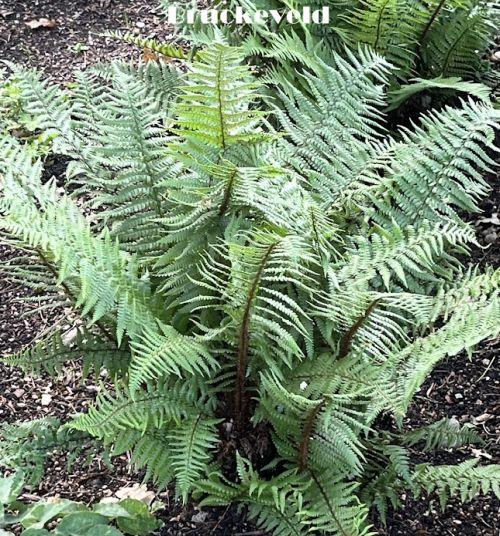 Dryopteris affinis