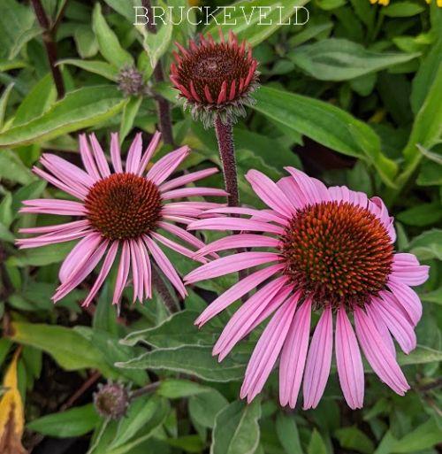 Echinacea purpurea 'Augustkönigin'
