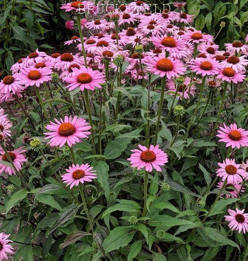 Echinacea purpurea 'Augustkönigin'