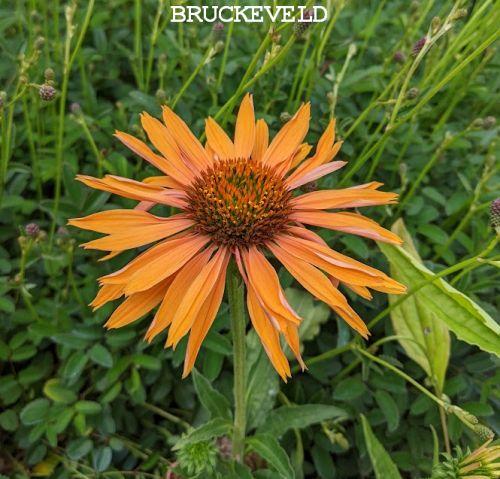 Echinacea purpurea 'Big Kahuna' PBR