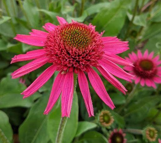 Echinacea purpurea 'Delicious Candy' PBR