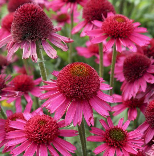 Echinacea purpurea 'Delicious Candy' PBR