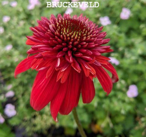 Echinacea purpurea 'Eccentric' PBR