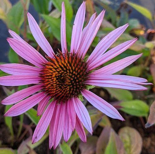 Echinacea purpurea 'Hope'®