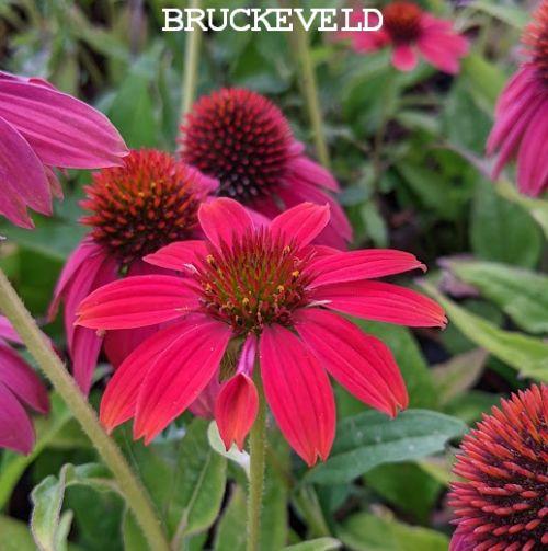 Echinacea purpurea 'Lakota Red'