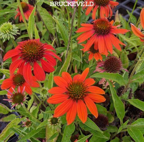 Echinacea purpurea 'Lakota Orange'