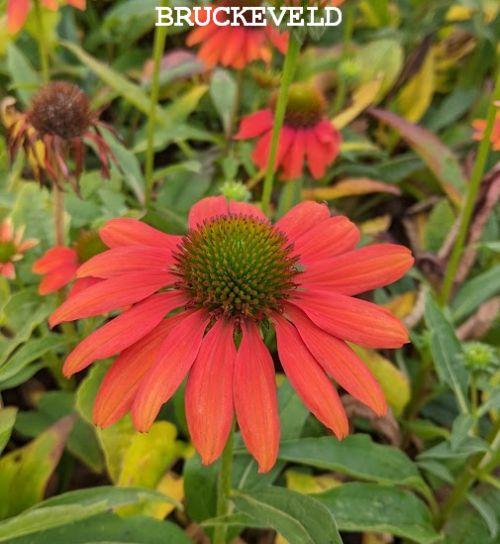 Echinacea purpurea 'Lakota Orange'