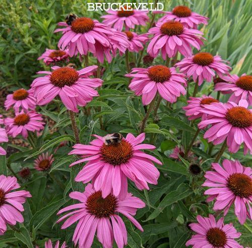 Echinacea purpurea 'Magnus'