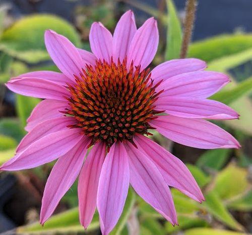 Echinacea purpurea 'Magnus Superior'