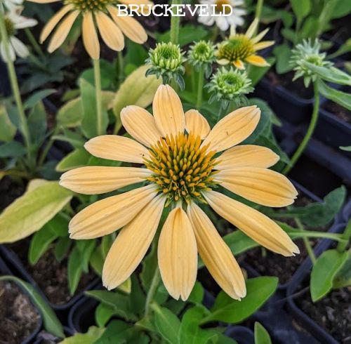 Echinacea purpurea 'Mellow Yellows'