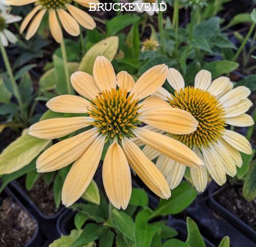 Echinacea purpurea 'Mellow Yellows'