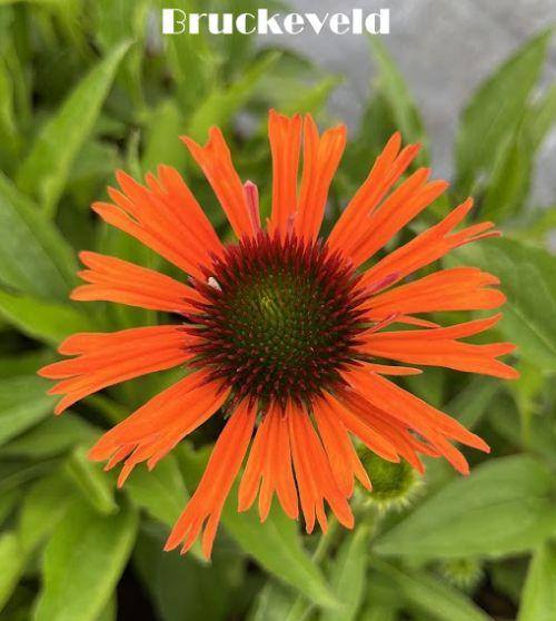Echinacea purpurea 'Oranje Skipper' PBR