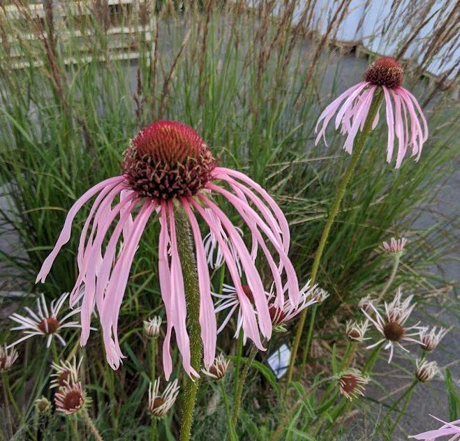 Echinacea pallida
