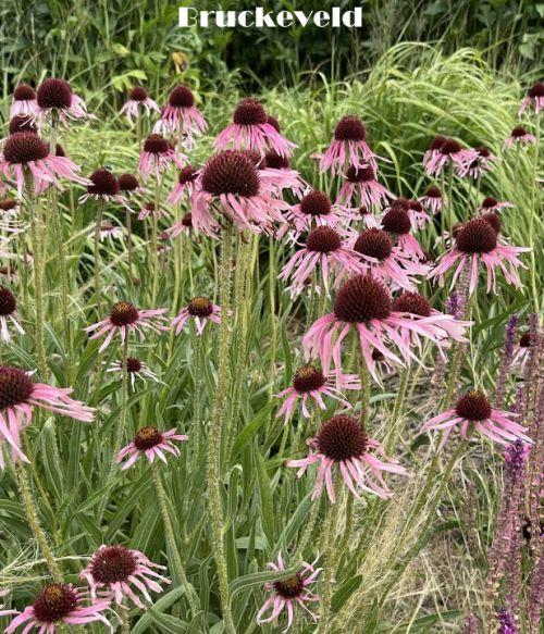 Echinacea pallida