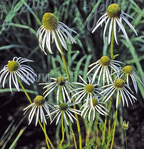 Echinacea pallida 'Hula Dancer'