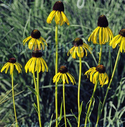 Echinacea paradoxa var.  paradoxa