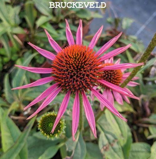 Echinacea purpurea 'Pica Bella'