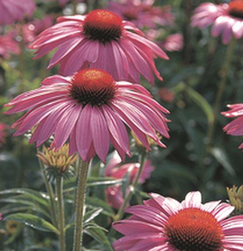 Echinacea purpurea