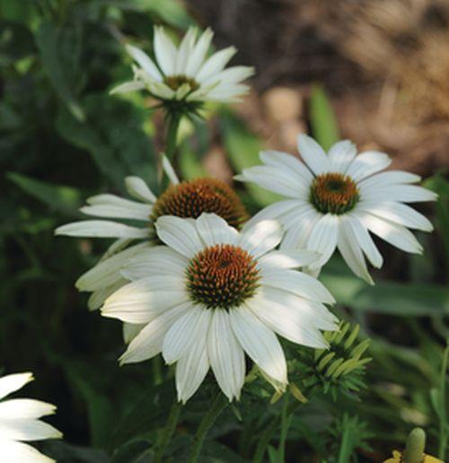 Echinacea purpurea PW WHITE®