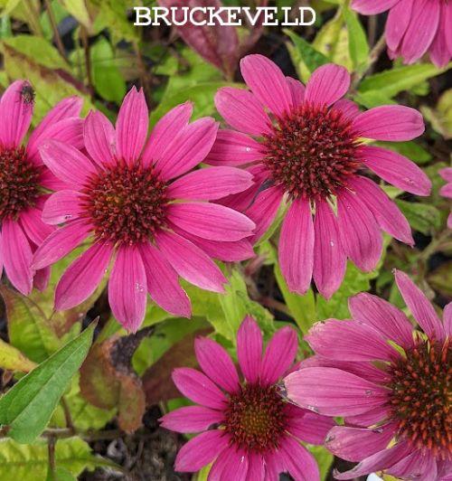 Echinacea purpurea PW WILD BERRY®