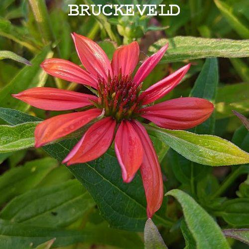 Echinacea purpurea 'Red Pearl'