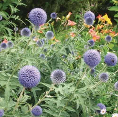Echinops ritro