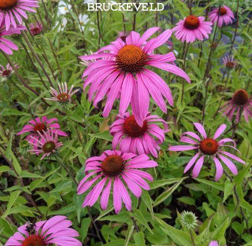 Echinacea purpurea 'Ruby Star' (Rubinstern)