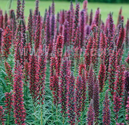 Echium russicum