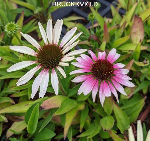 Echinacea purpurea 'Som. S. 'White Purple'