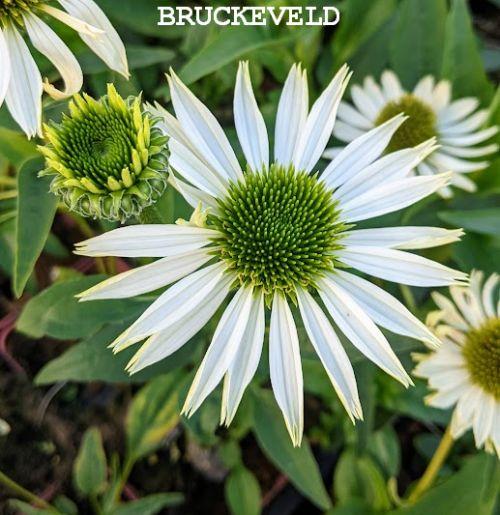 Echinacea purpurea 'Virgin' PBR