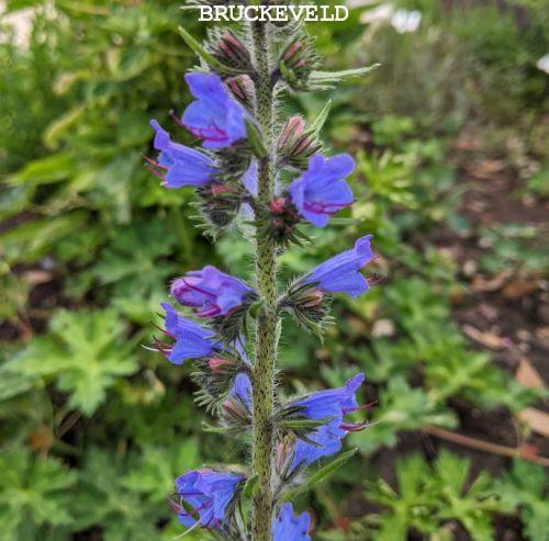 Echium vulgare