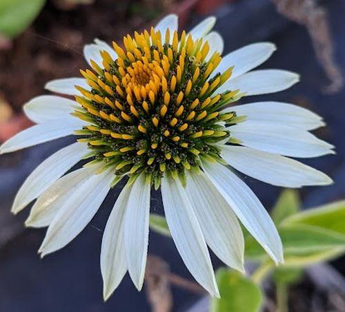 Echinacea purpurea 'White Swan'