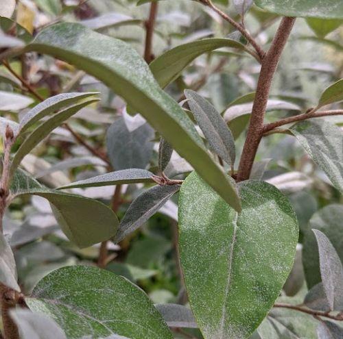 Elaeagnus 'Quicksilver' ®