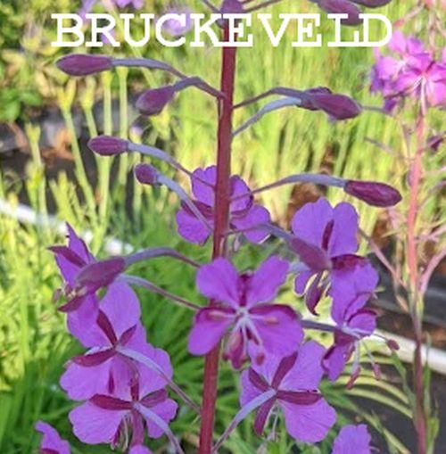 Epilobium angustifolium