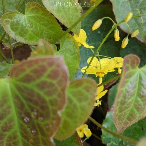 Epimedium per. (x) 'Frohnleiten'