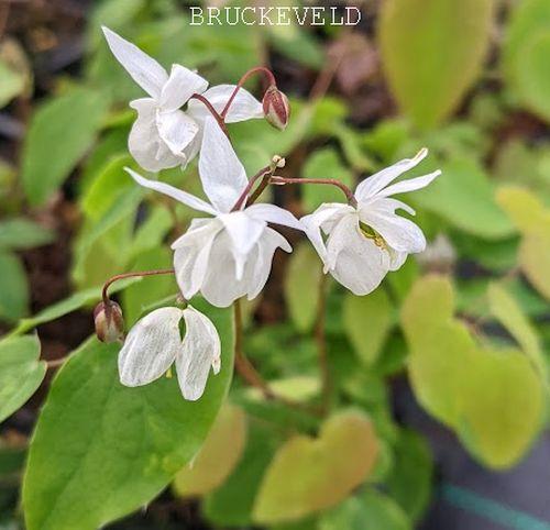 Epimedium youngianum (x) 'Niveum'