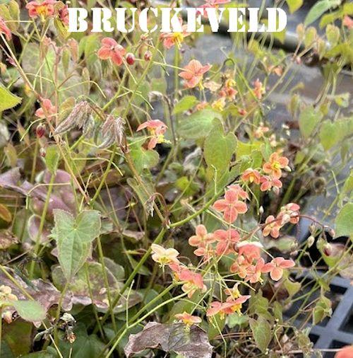 Epimedium pubigerum 'Orangekönigin'