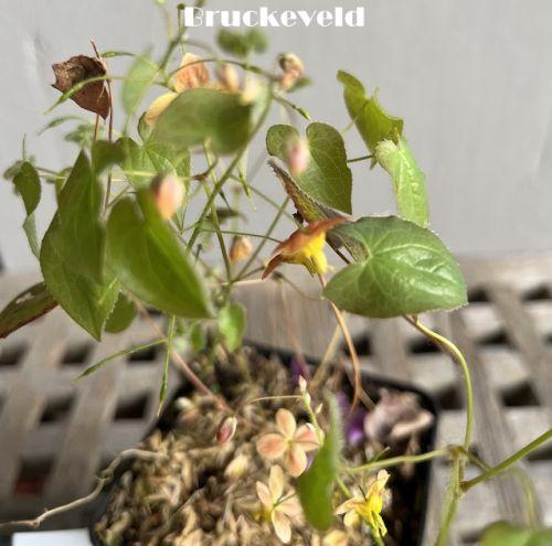 Epimedium pubigerum 'Orangekönigin'