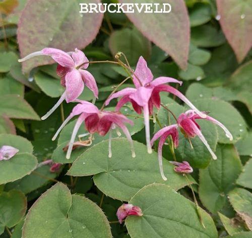 Epimedium grandiflorum 'Pretty in Pink'