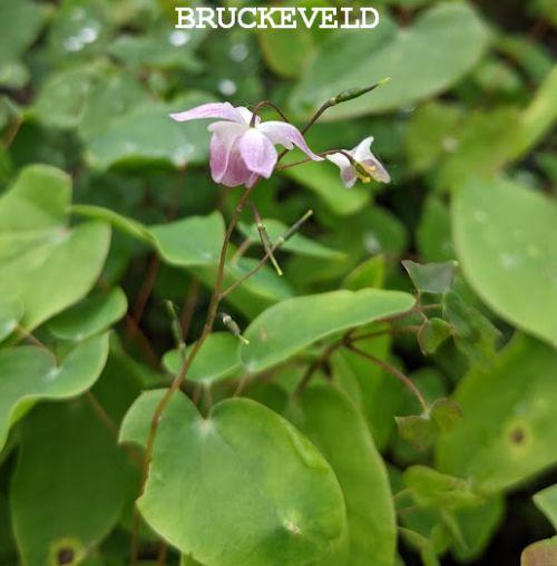 Epimedium youngianum (x) 'Roseum'