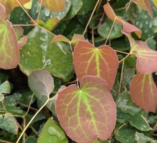 Epimedium rubrum
