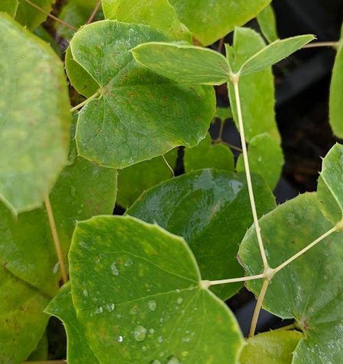 Epimedium warleyense
