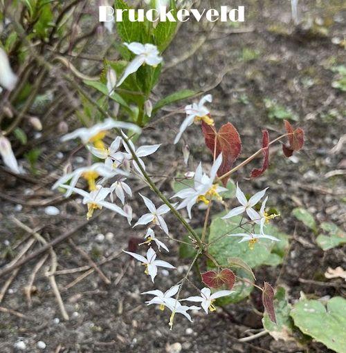 Epimedium stel. 'Wudang Star'
